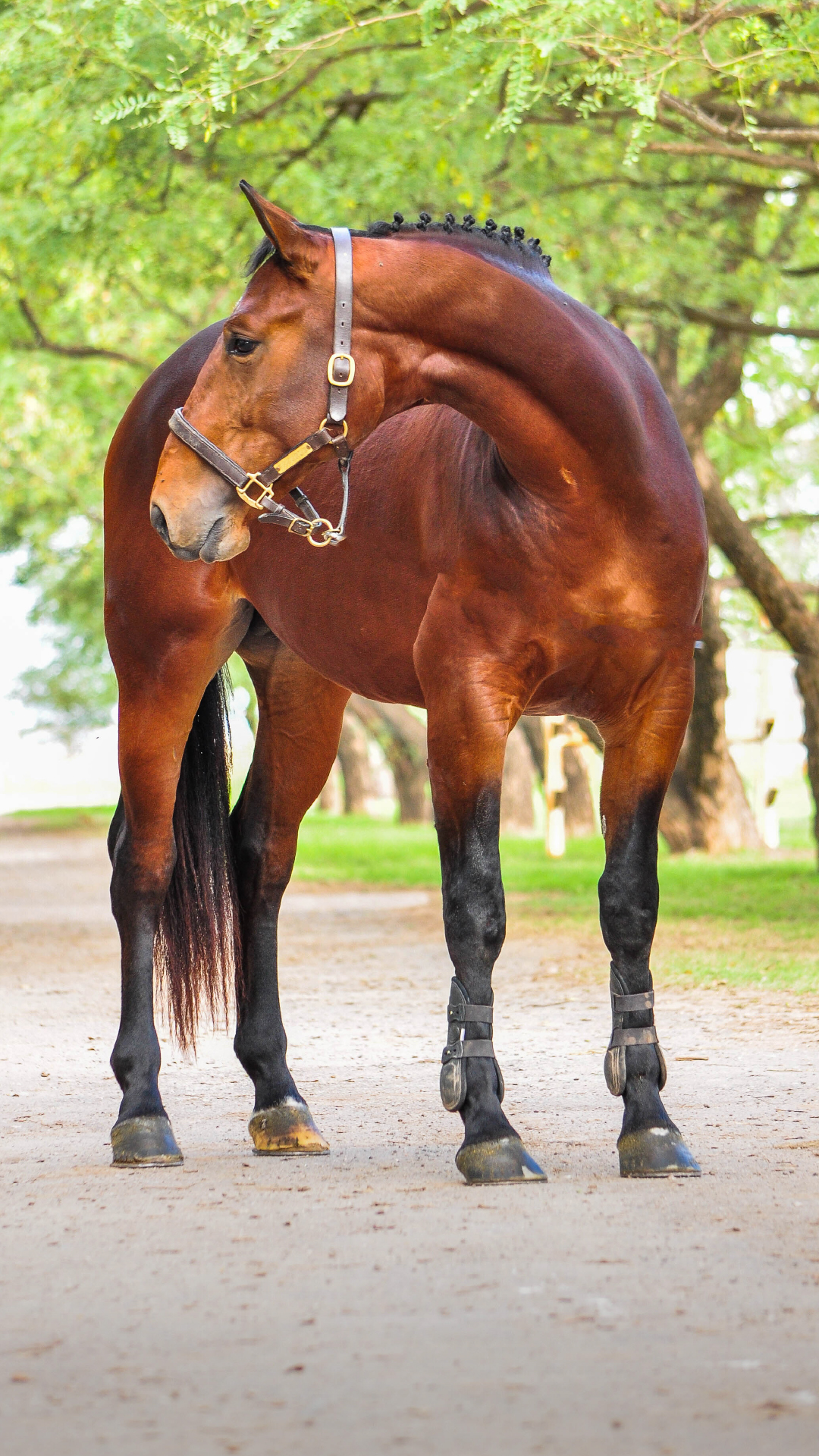 Pegasus Cristobal